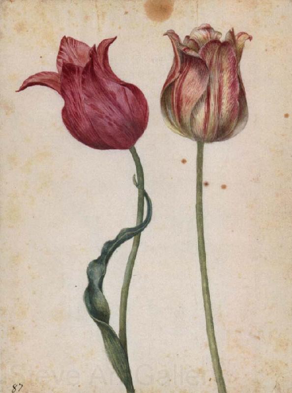 Georg Flegel Two Tulips Norge oil painting art